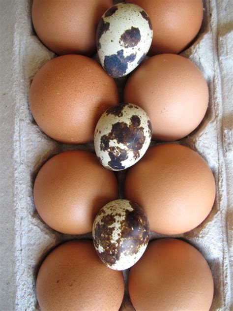 ostrich eggs « The Cultured Cook