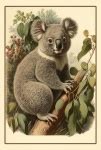 Vintage Koala Bear Print Free Stock Photo - Public Domain Pictures