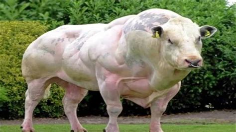 दुनिया का सबसे ताकतवर जानवर Which is the strongest animal in the world #top5 - YouTube