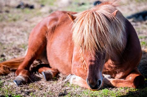 Equine Anemia: Causes, Symptoms & Treatment | Mad Barn