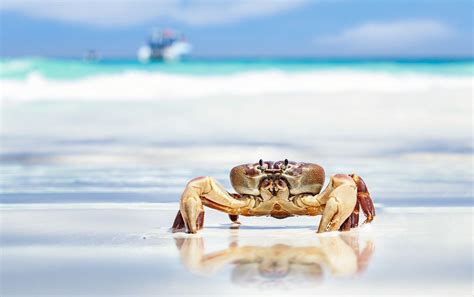 Crabs Wallpapers - Wallpaper Cave