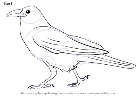 Learn How to Draw a Crow (Birds) Step by Step : Drawing Tutorials ...