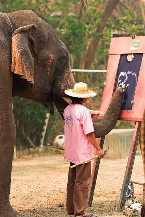 Asian elephant painting stock photo. Image of camp, ride - 2373718