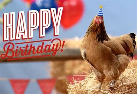 Chicken happy birthday | Happy birthday chicken, Happy birthday my friend, Funny happy birthday ...