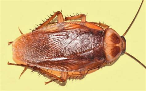 Identifying Different Types of Cockroaches - Dodson Pest Control