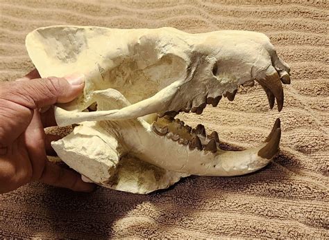 Hyaenodon Skull - Is It Real? How to Recognize Fossil Fabrications ...