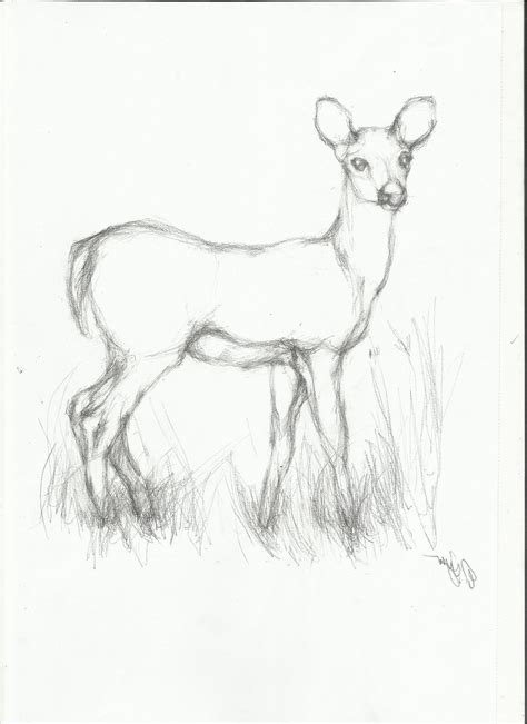 Easy Sketch Animals at PaintingValley.com | Explore collection of Easy Sketch Animals