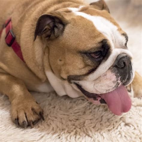 Vestibular Disease in Dogs - Signs, Symptoms & Treatment