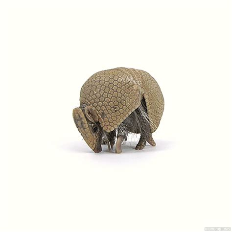 Friday Link Pack | Armadillo, Interesting animals, Animals