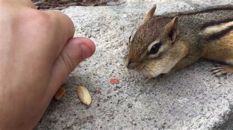 More Chipmunk Pets - YouTube