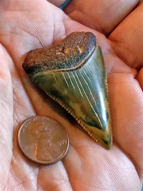 Roanoke couple finds fossilized great white tooth on Kitty Hawk beach - OBX Today