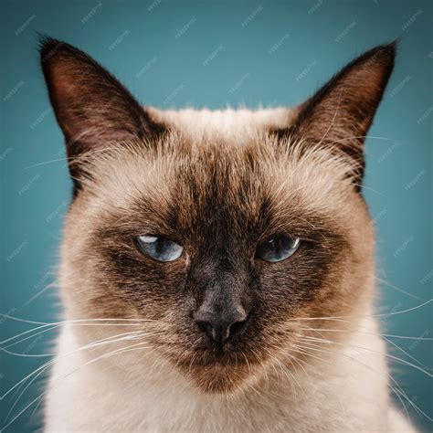 Premium Photo | Angry cat portrait of an aggressive siamese cat closeup