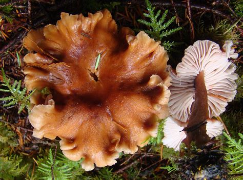 Laccaria laccata | A common, widespread and variable species… | Flickr