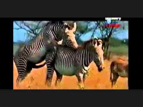 Zebras mating - YouTube