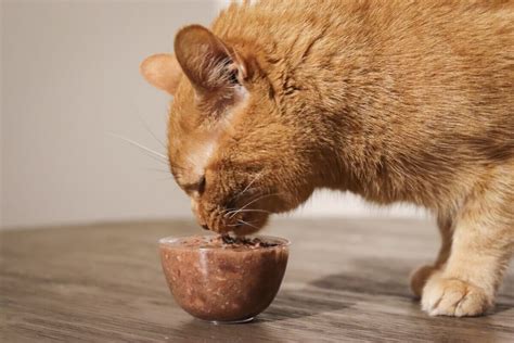 Best Cat Food for Hyperthyroidism 2024 Cats.com