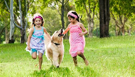 Why Play? | Oak Tree Veterinary Hospital