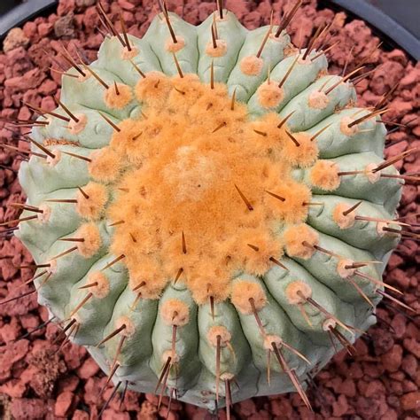 #copiapoa columna-alba #cactus #cacti Indoor Vegetable Gardening, Belle ...
