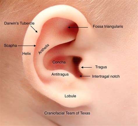 Anatomy Of Outer Ear