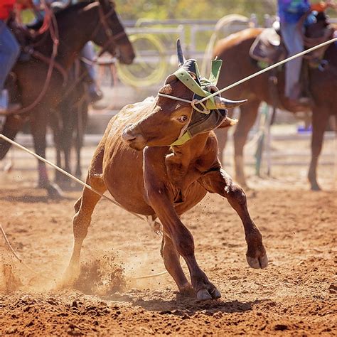 Calf Roping Photograph by Michele Jackson - Fine Art America