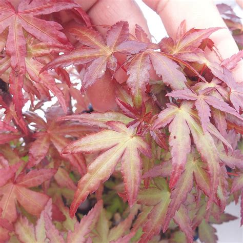 e-Bonsai - Outdoor bonsai - Acer palmatum Atropurpureum - Red palm maple