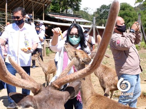 Perhutani Direktur Perhutani dan IIK Tinjau Wisata Perhutani di Cluster ...