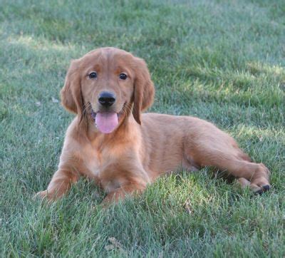 Golden Retriever / Irish Setter Mix puppy