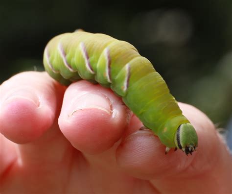 Hawk Moth Caterpillar