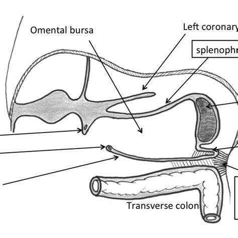 Frontal section showing the formation of splenocolic ligament and... | Download Scientific Diagram