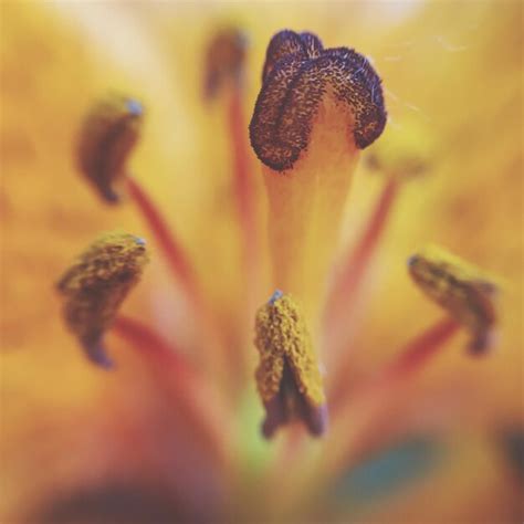 Premium Photo | Close-up of stamen on flower