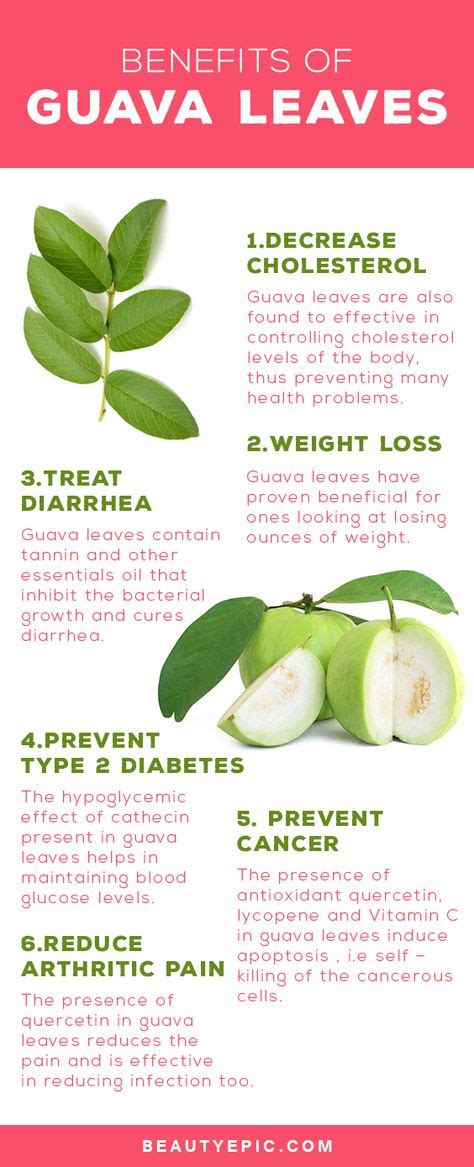 15 Guava Benefits ideas | guava benefits, guava, health