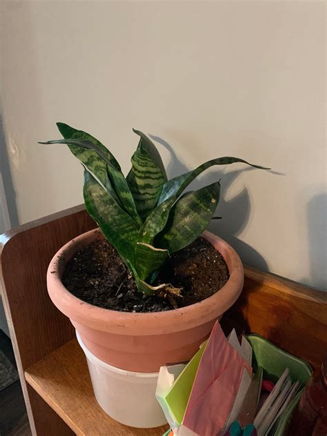 Is this a snake plant? : houseplants