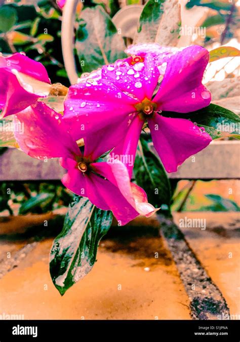 Pink vinca flowers with droplets of water wrought iron fence and brick background close up Stock ...