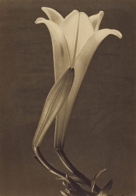 Tina Modotti - Archives of Women Artists, Research and Exhibitions