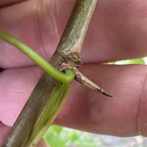 Bois D’Arc – A Curious and Most Useful Native Tree