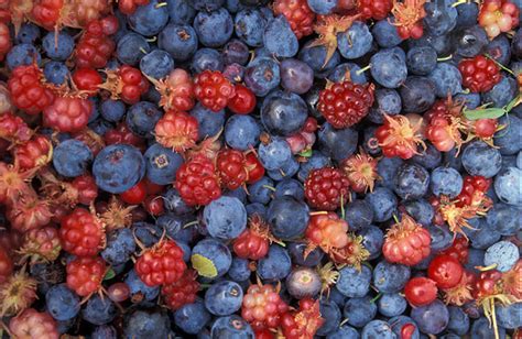 Study: Alaska's wild berry harvests becoming more variable - Alaska Public Media