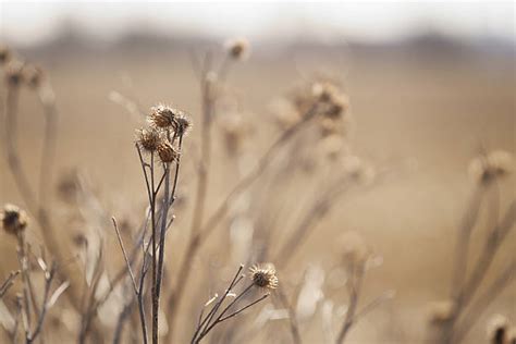 60+ Grass Burrs Stock Photos, Pictures & Royalty-Free Images - iStock