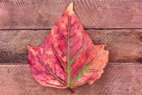 Close up of autumn leaf stock image. Image of brown, leaf - 34057167