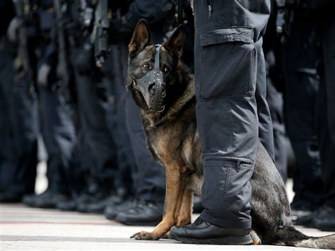 Police K9 Wallpapers - Top Free Police K9 Backgrounds - WallpaperAccess