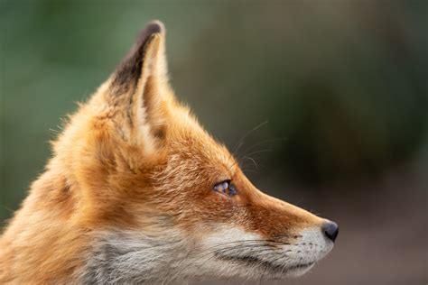 Red Fox Profile Free Stock Photo - Public Domain Pictures