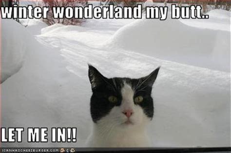 funny cat hates snow - Dump A Day