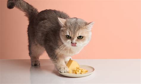 Cat Cats Eat Cheese | pedersenrecovery.com