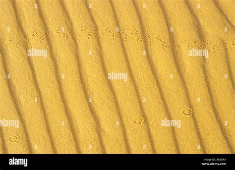 Tadrart Acacus desert Sahara Lybia Stock Photo - Alamy