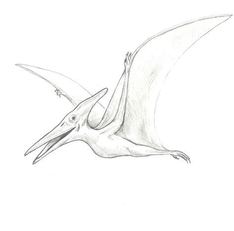 Pterodactyl Drawing at PaintingValley.com | Explore collection of ...