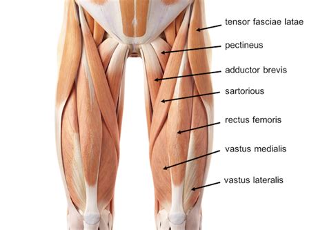 Upper Leg Muscles And Tendons - Diagram Of Upper Leg Muscles And Tendons Quadriceps Tendon Tear ...