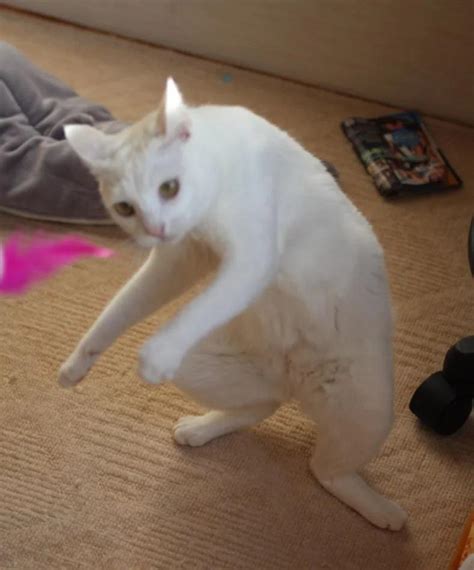 Standing Cat Bending Over Sideways, Looking Like It Just Got Caught Mid-Crime : r ...