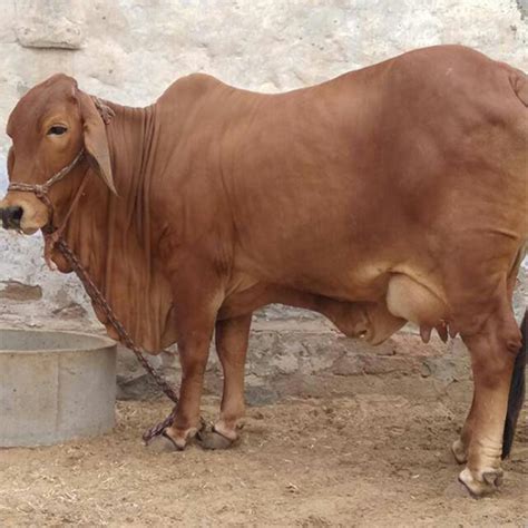 Brown American Jersey Cow at Best Price in Karnal | Gokul Dairy Farm