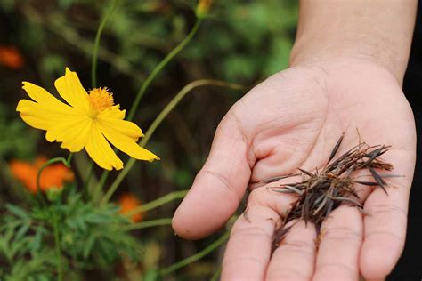 How to Harvest and Save Cosmos Seed | Gardener’s Path