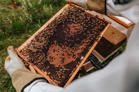 Becoming a Beekeeper of honey bees - Urban Farm Store