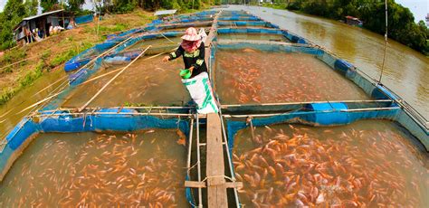 IGCSE Biology 2017: 5.9B: Understand the Methods used to Farm Large Numbers of Fish to Provide a ...