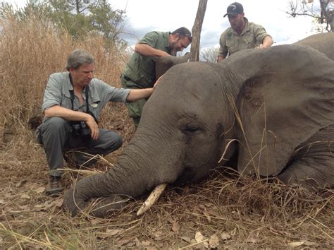 Do Poachers Kill Elephants at Sheila Ferrin blog